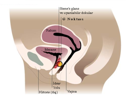 G Noktası Nedir G Noktası Büyütülebilir Mi?