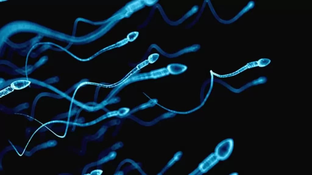 sperm-1024x576