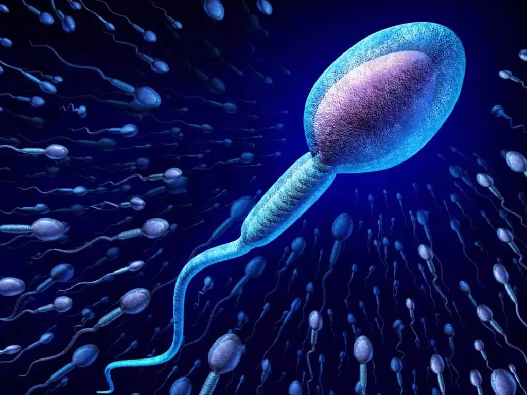 sperm-1024x768